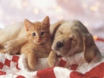 ti minou ac ti sien.....