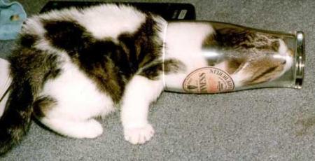 kitty alcolic....lol