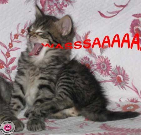 ti minou...